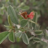 Indigofera oblongifolia Forssk.